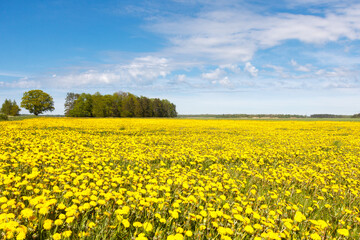Fototapeta premium A field of yellow dandelions with trees in the distance