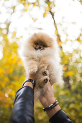 Cute fluffy Pomeranian puppy Dog posing on hands Humans friend