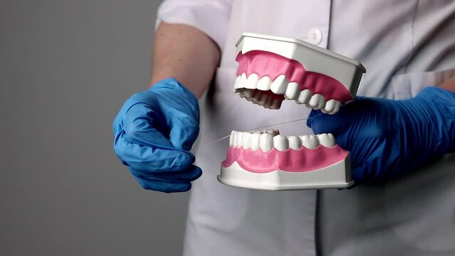 Using dental floss on teeth jaw fake dentists model, cleaning tooth gaps. Stomatology hygiene concept