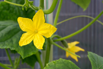 Close shot of a beautiful bright yellow cucumber flower in a greenhouse. The concept of growing...