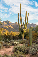 Enormous saguaro cactus in the Sonoran Desert with mountains, blue sky and clouds, Tucson, Arizona, USA.