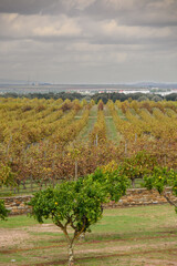 Fototapeta na wymiar A visit to a vineyard in the Alentejo region of Portugal