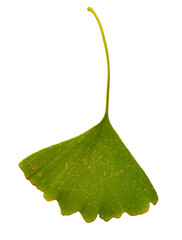Isolated green ginkgo tree leaf