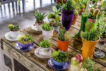 Succulents in mugs