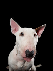 happy bull terrier on a black background. cute dog studio, for design.