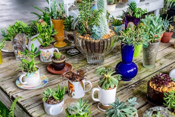 Cacti in Tea cups - State Farmers Market