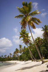 Fototapeta na wymiar Beach with palm trees in Dominican Republic