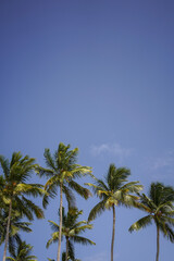Fototapeta na wymiar Palm trees against blue sky
