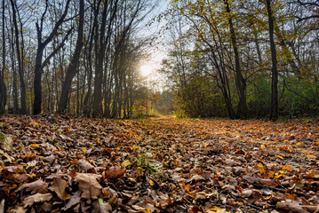 Autumn has finally arrived in the forest. The leaves of the trees form a carpet in the forest.