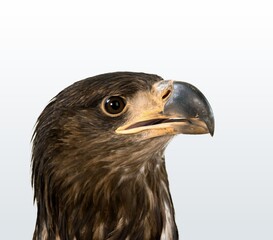 Obraz premium Beautiful big wild bird head