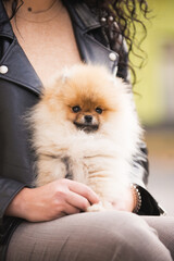Cute fluffy Pomeranian puppy Dog sitting on the hands of a girl Human friend