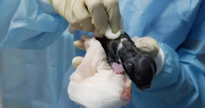 An assistant in gloves hold a newborn puppy in his arms and rubs him with a gauze napkin. The veterinarian conducts resuscitation measures for puppies born by caesarean section.