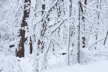 Winter Snow Scheme in Green Belt, Clive, Iowa