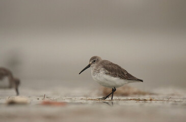 dunlin bird on the beach