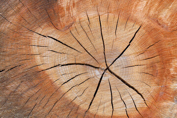 tree trunk closeup details ring wood 