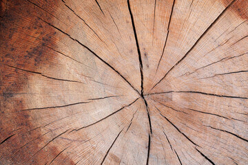 tree trunk closeup details ring wood 