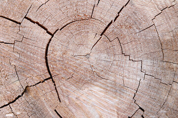 tree trunk closeup details ring wood 