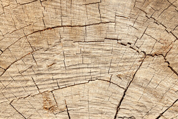 Fototapeta premium tree trunk closeup details ring wood 