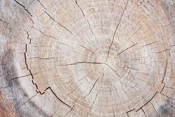 tree trunk closeup details ring wood 