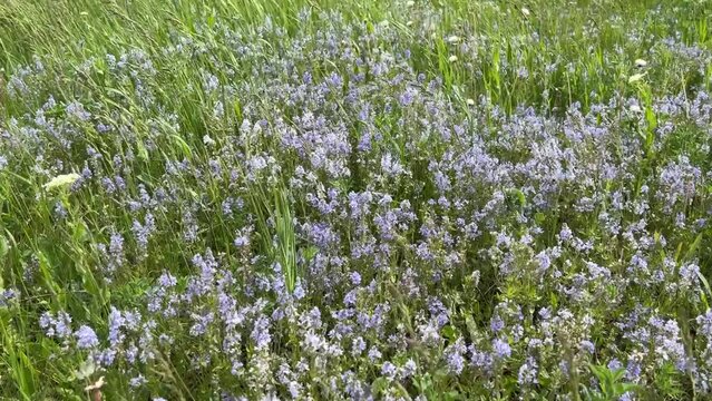Blue wildflowers veronica in the green grass lawn.