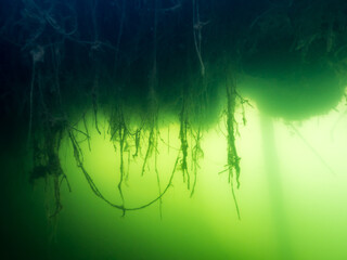 Plant roots hanging underwater below floating bog at lakeside
