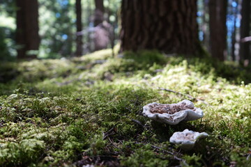 Obraz premium mushroom in the forest