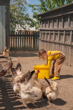 A little girl helps with farming on a farm. A child feeds chickens on a ranch in the yard. poultry breeding