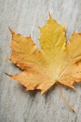 Yellow maple leaf on a marble surface.