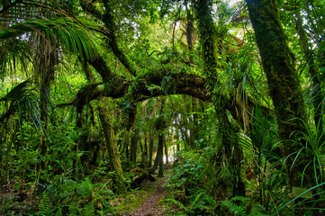 The Nikau Walk, Kahurangi National Park, leads through dense rainforest with many different kinds of ferns. Karamea, West Coast, South Island, New Zealand
