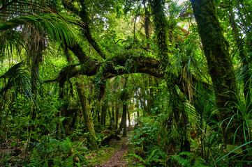 Fototapeta premium The Nikau Walk, Kahurangi National Park, leads through dense rainforest with many different kinds of ferns. Karamea, West Coast, South Island, New Zealand 