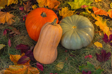 Pumpkins on a background of hay and autumn leaves