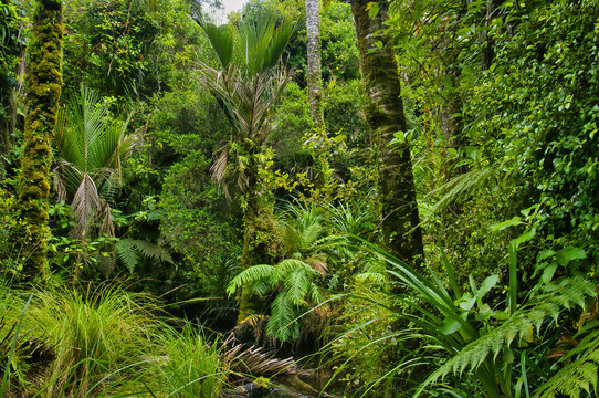 Impenetrable rainforest with nikau palms, ferns and moss covered beeches in Kahurangi National Park, Karamea, West Coast, South Island, New Zealand
