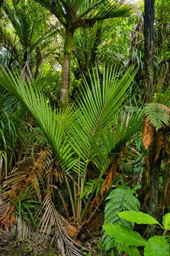 Young and mature nikau palms (Rhopalostylis sapida) in Kahurangi National Park, Karamea, West Coast, South Island, New Zealand
