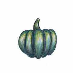 green blue gray dark pumpkin - unusual harvest vegetable, illustration isolated on white