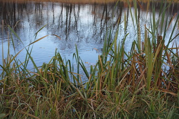 reeds in the water
