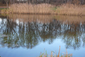 reflection of trees in the water
