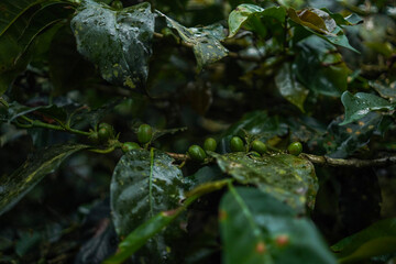 Coffee plant in Colombia