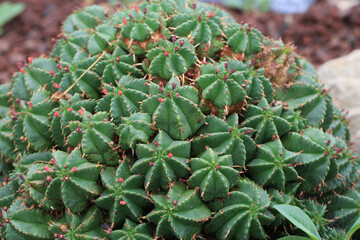 Euphorbia aggregata in sunny July