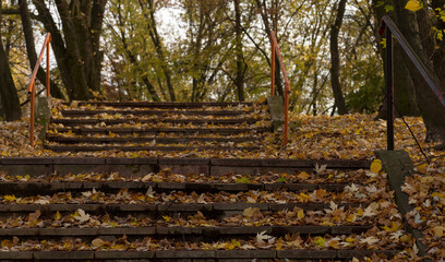 Schody betonowe w parku zasypane całe jesiennymi złotymi liśćmi klou ( i innych drzew) .