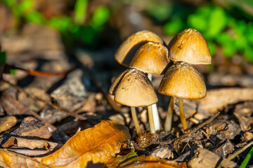 Autumn, closeup mushrooms in green grass