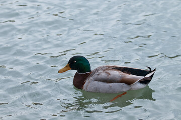 duck swimming in water, bird on lake, close-up, blurred background, reflection in water