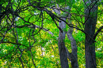 dark green forest at summer day