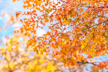 Branches of Japanese maple momiji leaves colored with yellow, orange and red colors gradations during the autumn season against a natural blurred background and blue sky.