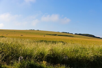 Image of an idyllic pastel colored field full of grazing sheep in the south of England (East Sussex) on a warm summer day