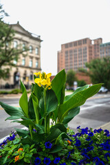Flowers on city street. Yellow Canna Indica, Lucifer Indian Tube Flower Tropical Plant blooming on...
