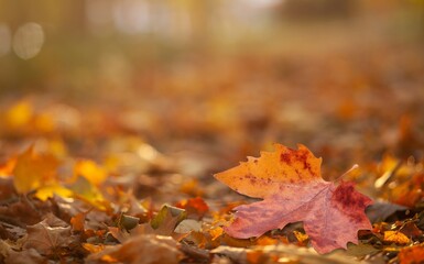 Beautiful autumn foliage with colored leaves