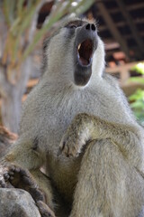 #macaca #monkey #kenya #africa #wild #wild nature #freedom