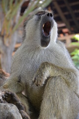  macaca  monkey  kenya  africa  wild  wild nature  freedom © Mina