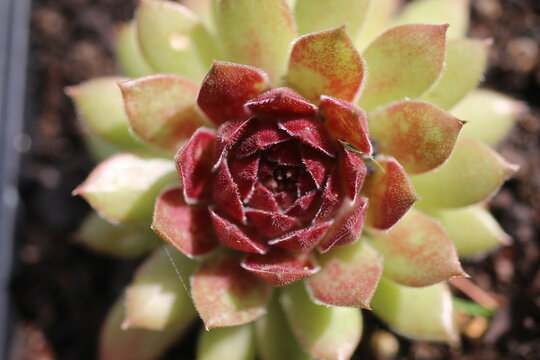 rojnik Dr. Fritz K&ouml;hlein Sempervivum