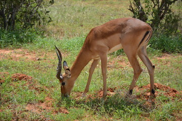 #antelope #mammal #wild #nature #kenya #africa #eat #sanctuary - obrazy, fototapety, plakaty